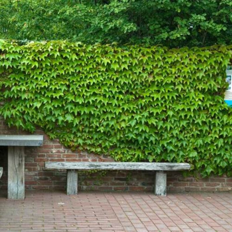 Privacy Fence Boston Ivy Parthenocisss Tricuspidata/Vigorous Etsy