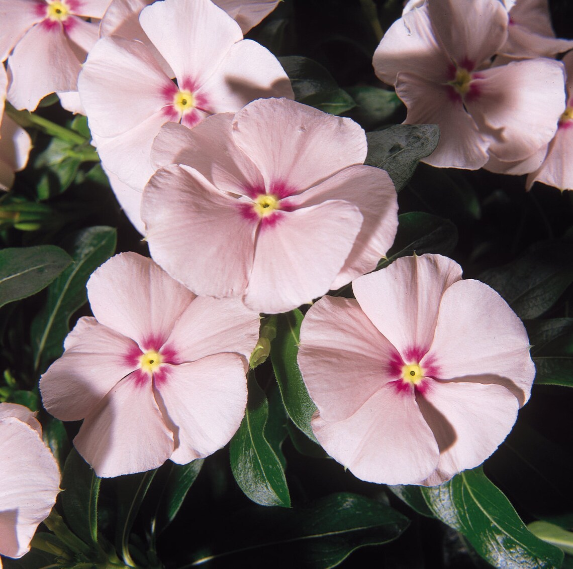Vinca Cascading Peach Apricot/Hanging Baskets/Annual/Attracts Etsy