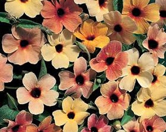 Black Eyed Susan Spanish Eyes - Thunbergia/Mix of warm, sunset colors, orange to yellow to primrose (10 Seeds)