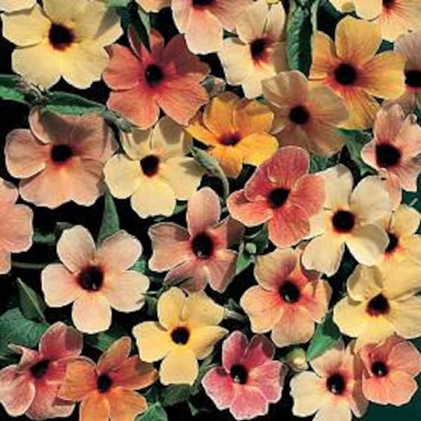 Black Eyed Susan Spanish Eyes - Thunbergia/Mix of warm, sunset colors, orange to yellow to primrose (10 Seeds)