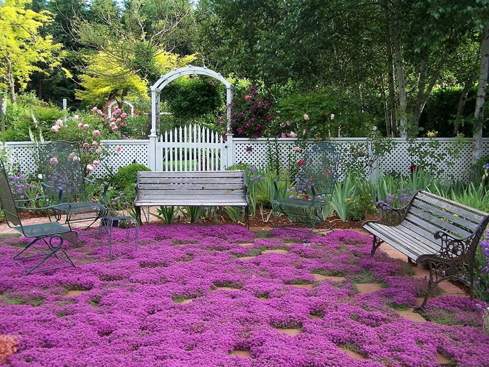 Creeping Thyme Magic Carpet Purple Thymus Serpyllum/wild Etsy Sweden