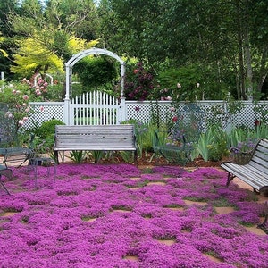 Creeping Thyme Magic Carpet Purple Thymus serpyllum/Wild Thyme/Mother of Thyme/Wholly Thyme/Dwarf Aromatic Shrub/Evergreen/25 seed image 2