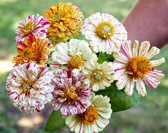 Zinnia Peppermint Stick Mix / Fleurs élégantes de 2-3 « / 2,5 " T / Mariage / Jardin pour enfants / Jardin de mémoire / Annuel / Fleur coupée / 25 graines