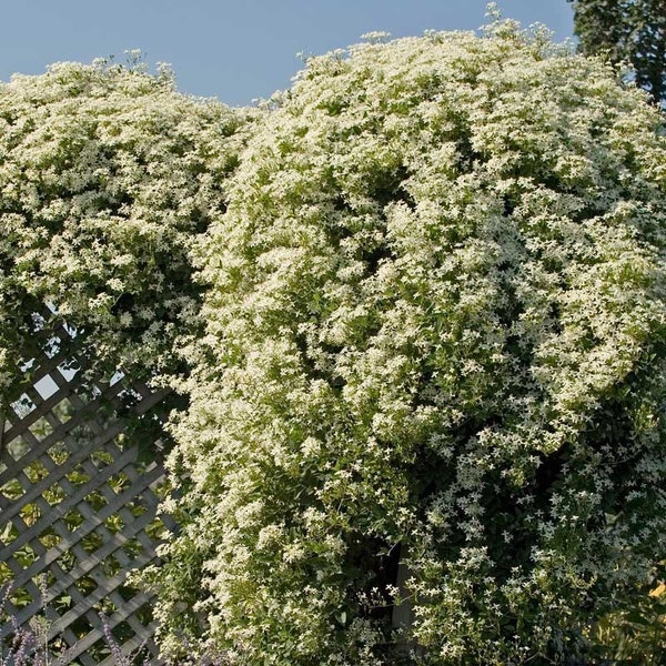 Clematis Paniculata Vine/1000s of Vanilla Blooms Sweet Autumn Clematis/Perennial/20 FT/Privacy Fence/Trellises/ Long Booming/ 10 seed