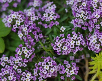 Alyssum Violet Queen - Couvre-sol, longue floraison, bordures, masses de fleurs violettes, Fragant 25 graines