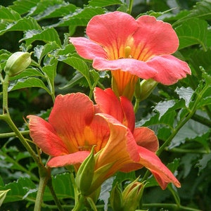 Campsis Radicans Trumpet Vine Showy Orange Trumpet Scarlet Flowers/Hummingbird Vine/40' Fast Growing Vine/Perennial/Privacy Fence/10 seeds afbeelding 3
