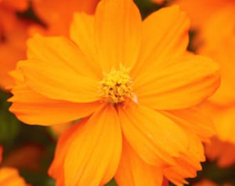 Cosmos Mandarin Orange Seed/ Vibrant Orange/Electrifying Borders and Containers With Color/ 20 Seed
