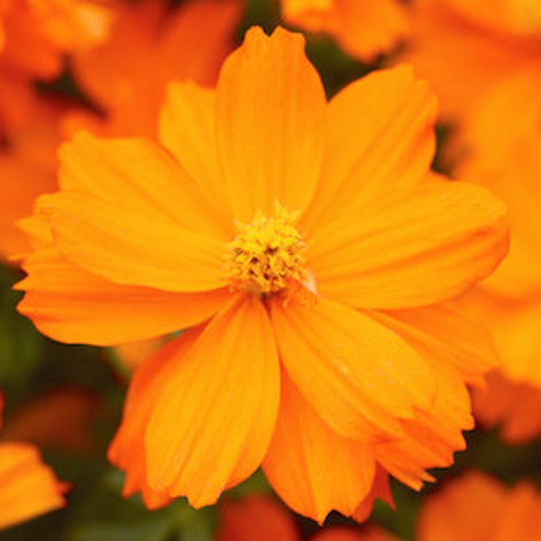 Cosmos Mandarin Orange Seed/ Vibrant Orange/Electrifying Borders and Containers With Color/ 20 Seed