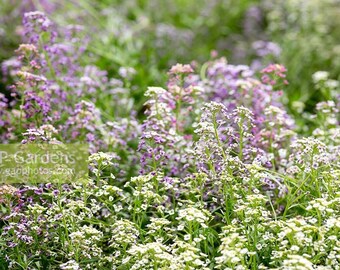 Alyssum Wonderland Mix - Hardy mix of pastel shades, Ground Cover, Easy to Grow, Spreads 25 Seeds