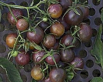 Tomato Dusky Cocktail Heirloom Non-GMO (25 Seeds)