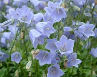 Campanula Poscharskyana Light Blue-Violet Hue, Hardy, Hanging Basket, Sprawling (10 Seeds)