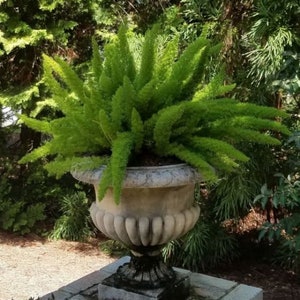 Foxtail Fern, Asparagus Meyeri,  An Evergreen, Houseplant, Drought Resistant, Perennial, For Tubs or Baskets 2 ft. Strong Fronds  10 seed