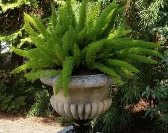 Foxtail Fern, Asparagus Meyeri,  An Evergreen, Houseplant, Drought Resistant, Perennial, For Tubs or Baskets 2 ft. Strong Fronds  10 seed