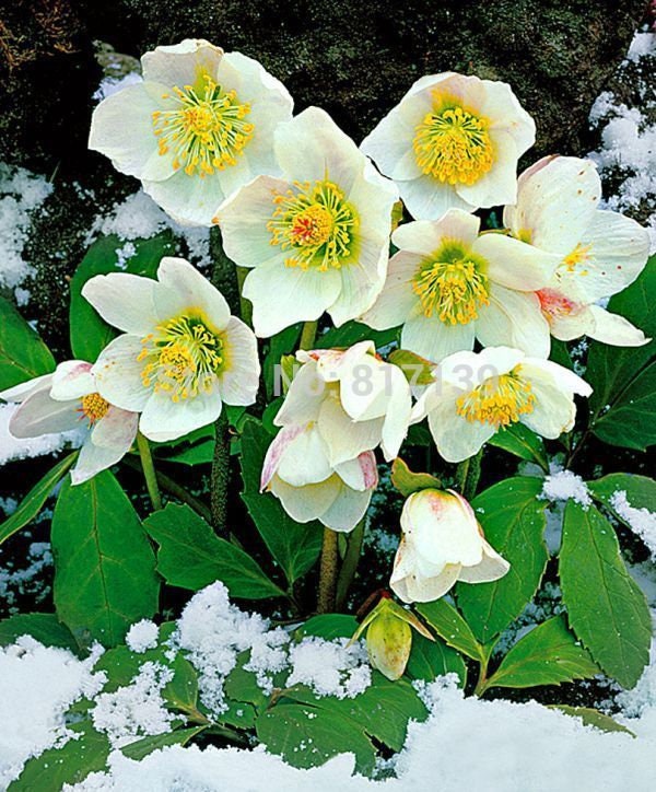Christmas Rose Helleborus Niger Snowbells Resistant, Perennial