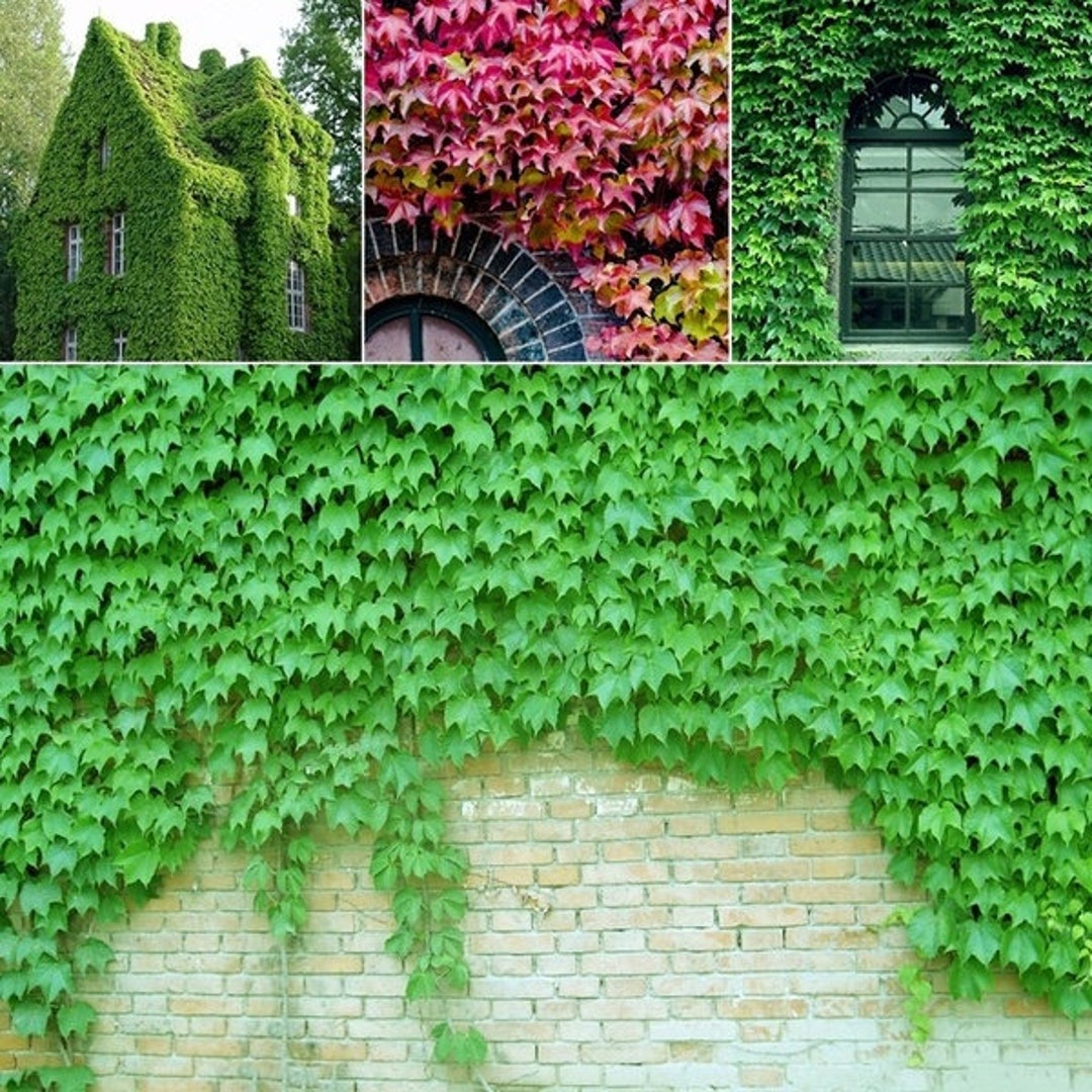 Boston Ivy Parthenocisss Tricuspidata/vigorous Self Climbing Vine