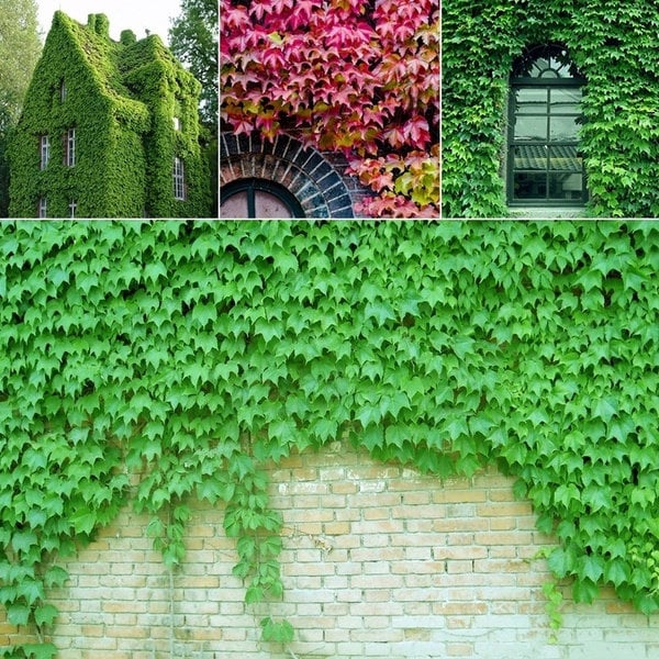 Boston Ivy Parthenocisss Tricuspidata/Vigorous Self Climbing Vine/Crimson Leaves In Fall/Perennial/50 ft Vine/Privacy Fence/GroundCover 10