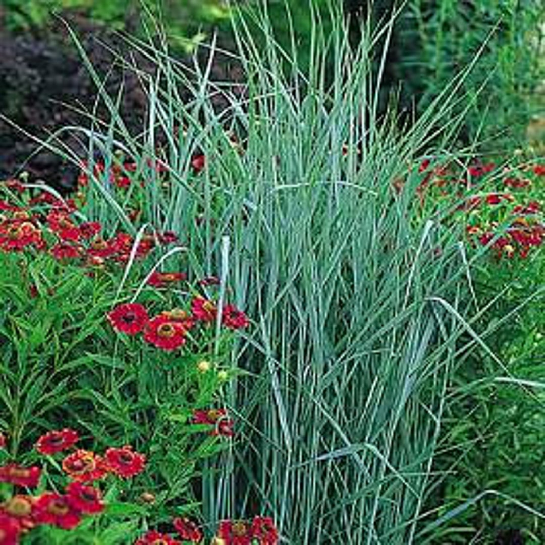Ornamental Grass Panicum Strictum Switchgrass Red Tip Fall Flowers 25
