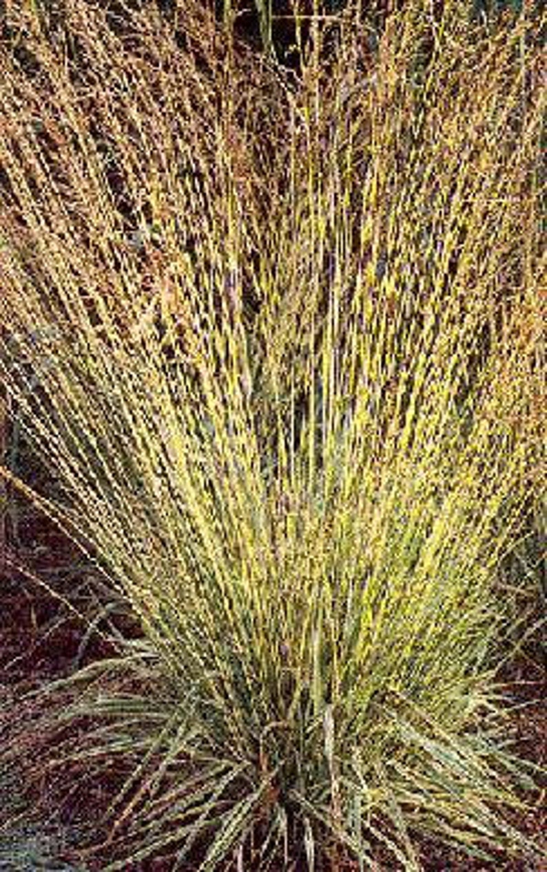 Ornamental Grass: Molinia Caerulea Purple Moor Grass 10 Seeds image 1