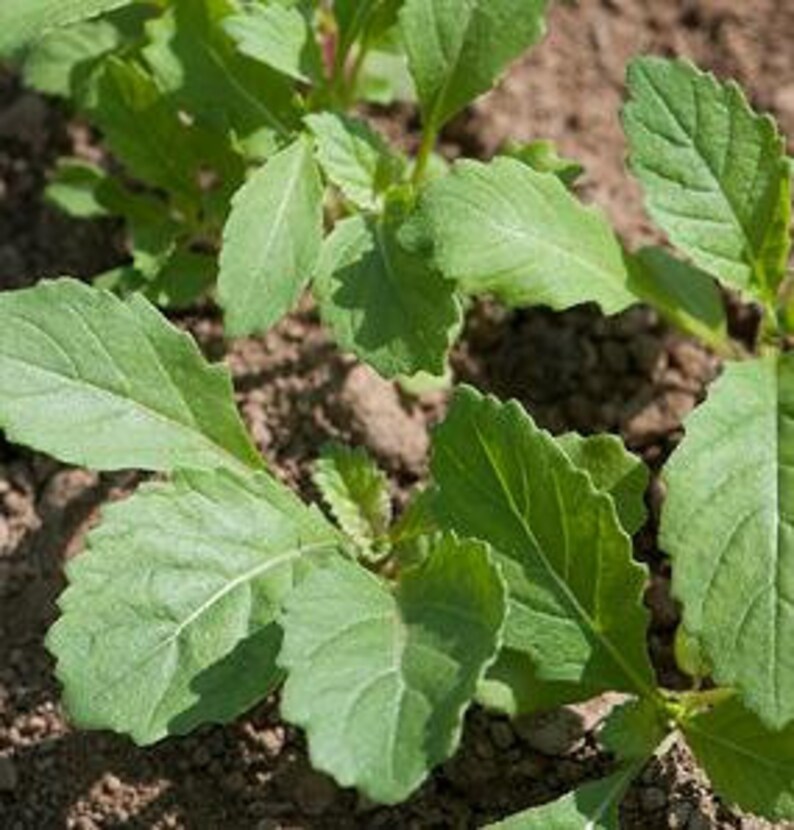 Arugula Wasabi an Absolute Salad Item or for Soups Etsy