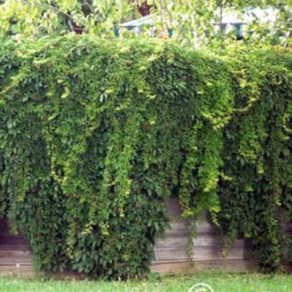 Privacy Fence Virginia Creeper/parthenocissus/ 20 Ft Climber 1st Year/Vigorous Fast Growing/Glossy Green Foliage/Scarlet In Fall/10 Seed