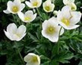 Anémone Sylvestris Perce-neige Windflower - Magnifiques fleurs blanches, épandeur - 10 graines