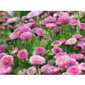 English Daisy Seed/Masses of Pink Daisy-Like Flowers/Perennial/House Plant In Sunny Window/Cutting Flower/15 Seed