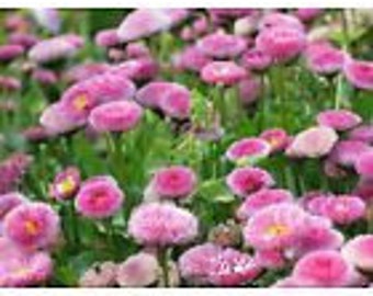 English Daisy Seed/Masses of Pink Daisy-Like Flowers/Perennial/House Plant In Sunny Window/Cutting Flower/15 Seed