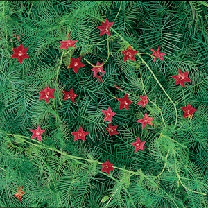 Red Cardinal Ipomoea Mix Cypress Vine/Hummingbird Vine/Twining Vine Foliage/12-25-foot Vines/Star Shaped 5 Point Star/Nectar/10 seeds