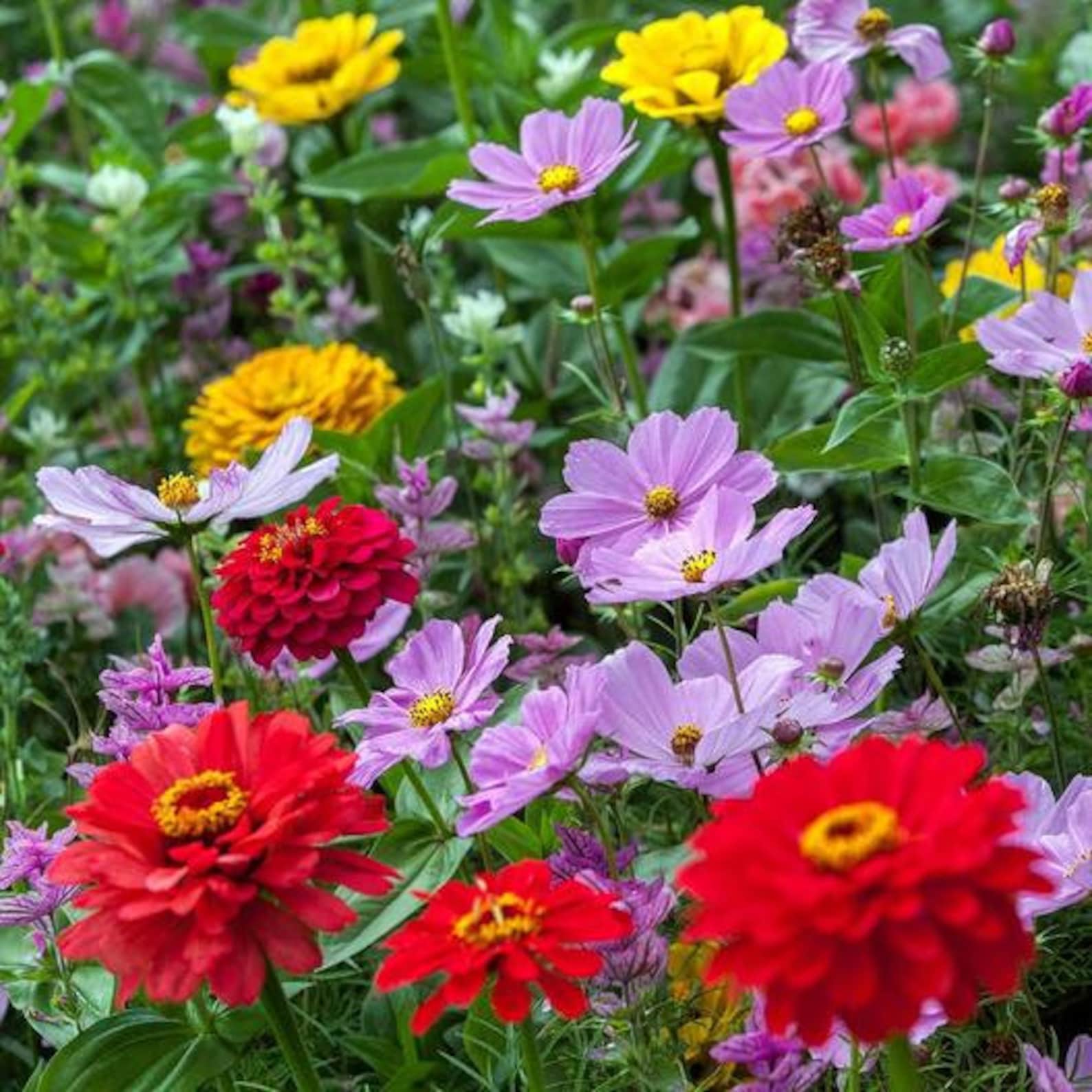 Zinnia And Cosmos Sensation Seed/Bright Reds/Pinks and Oranges/25 Tall