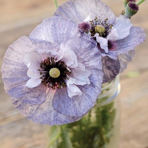 Shirley Poppy 'Amazing Grey' Papaver rhoeas/Sultry Smoky Shades Silver Purple Grey Hue/Vigorous Free Flowing/Great Weddings/Events/Cut/25 image 2