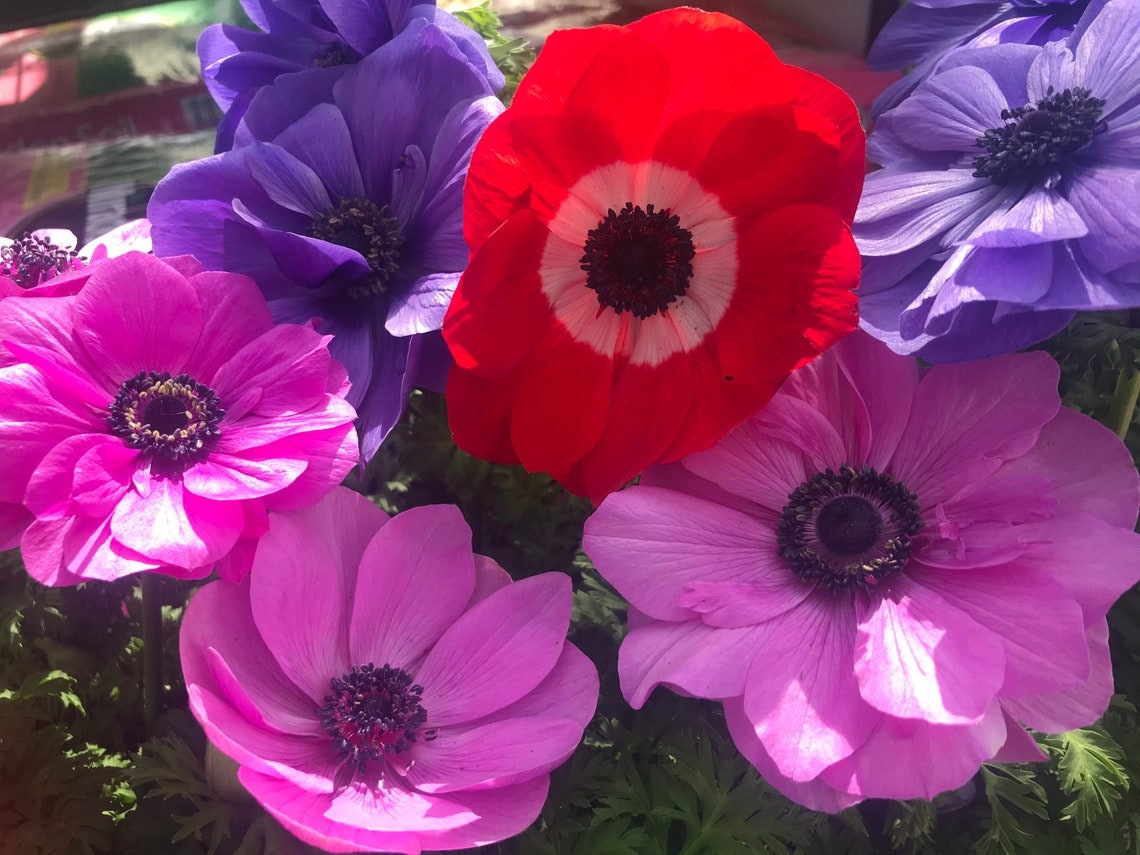 Mona lisa anemone