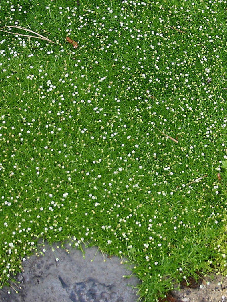 Мшанка Шиловидная Купить Семена