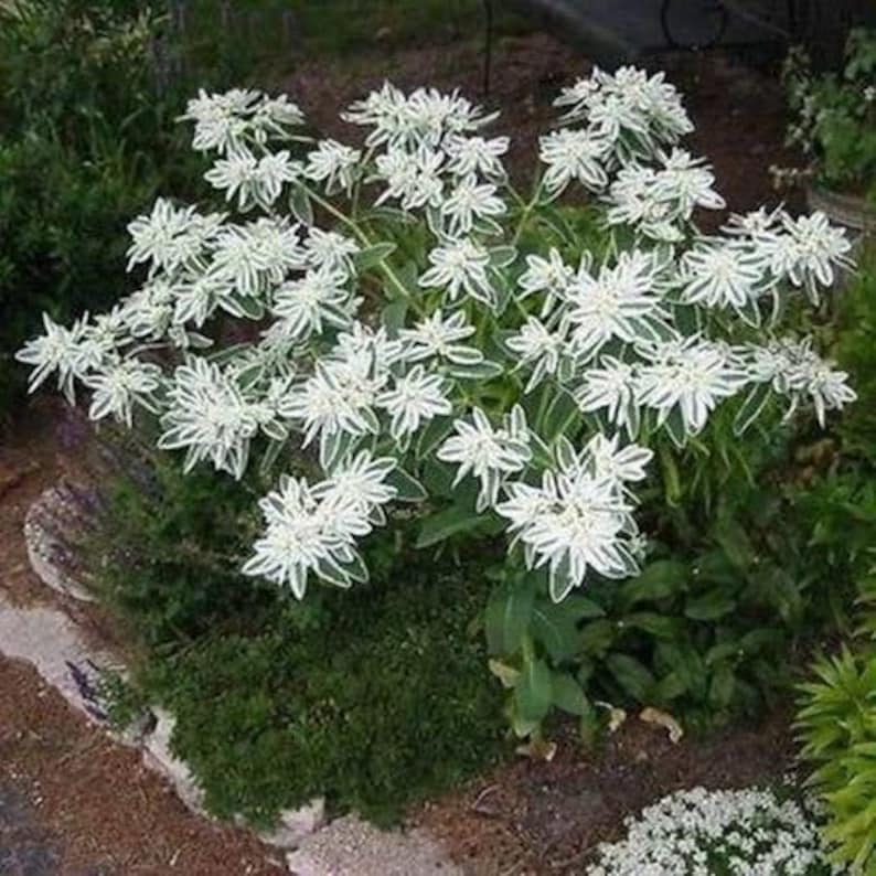 Snow on the Mountain Euphorbia marginata/Productive Elegant Filler For Bouquets/20 seed image 1