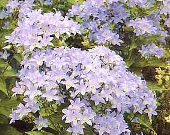 Campanula New Hybrid-Bellflower.  White, Pale Blue, Lilac, Star Shaped, Showstopper (25 Seeds)
