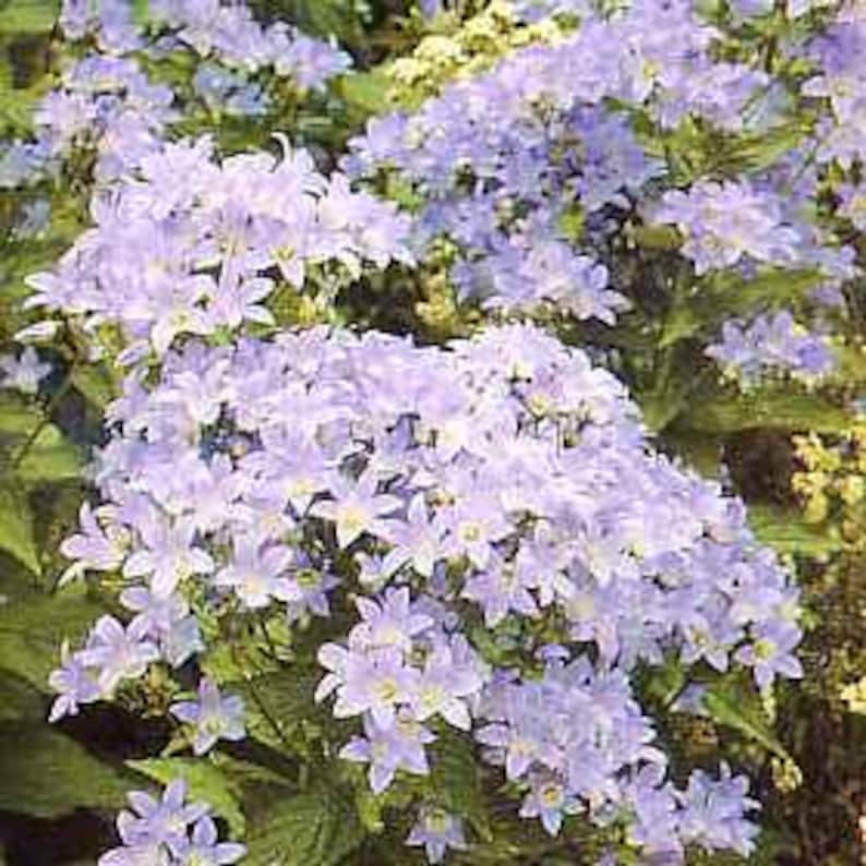 Campanula New Hybrid-Bellflower. White, Pale Blue, Lilac, Star Shaped, Showstopper 25 Seeds image 1