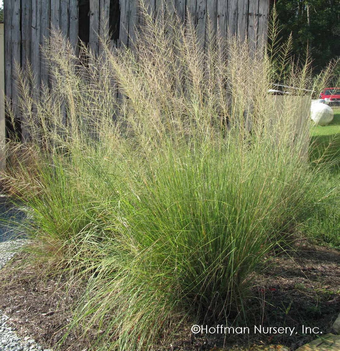 Ornamental Grass Sporobolus Wrightii Giant Sacaton Elegant and Flowing