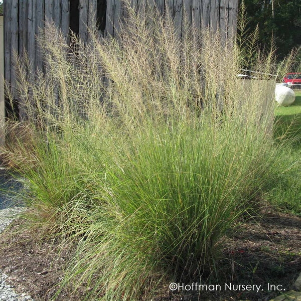 Ornamental Grass:  Sporobolus Wrightii Giant Sacaton - Elegant and flowing ( 10 Seeds)