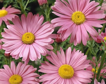 Daisy Pink Yellow Center:  Robinson Rose, Perennial, Delicate Foilage Lovely Shades of Pink and Rose  10 Seeds