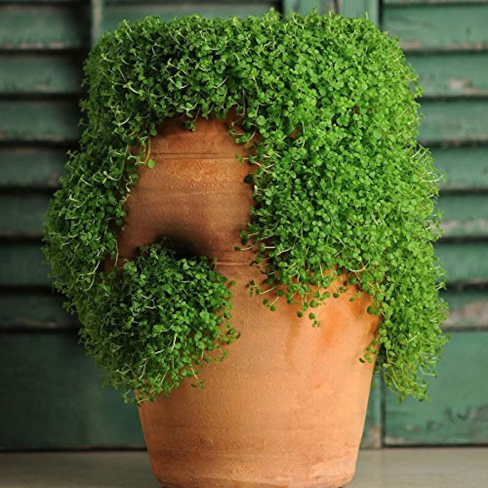 Мята миниминт микромята. Корсиканская мята почвопокровная. Мята миниминт микромята. Корсиканская мята (mentha requienii). Мята миниминт.