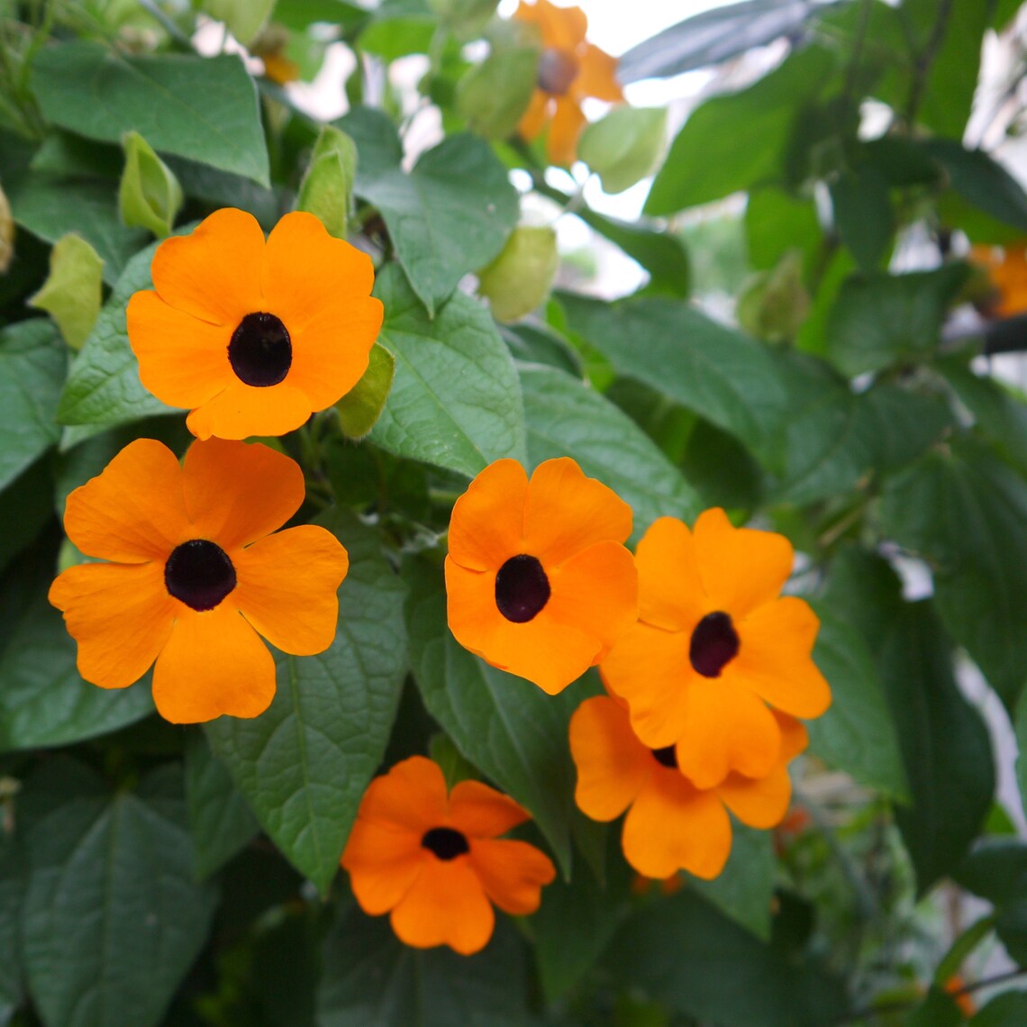 Black Eyed Susan Vine Blushing Susie RED Seeds Etsy