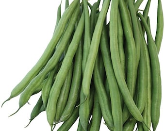 Green Bean French Filet (Bush):  Tender, Delicious, Abundant Crop (25 Seeds)