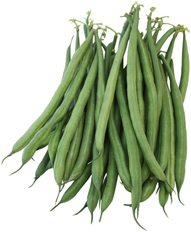 Green Bean French Filet bush Tender, Delicious, Abundant Crop 25 Seeds