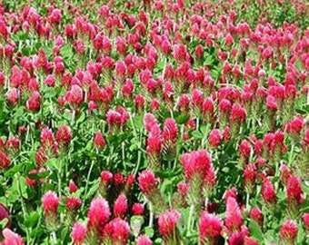 Clover Crimson - Beautiful Strawberry Red Coverage 50 Seeds