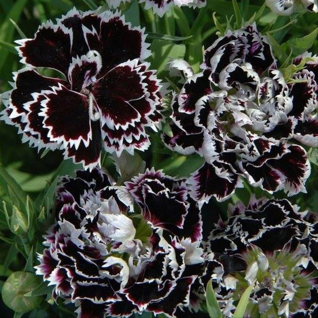 Dianthus Chinensis Heddewigii Black and White Minstrels/pink With