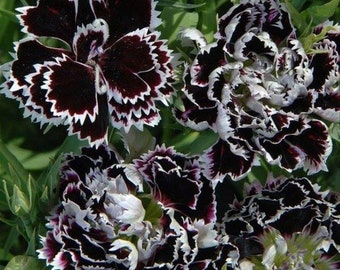 Dianthus chinensis heddewigii Black and White Minstrels/Pink With Unique Fully Double Laced Black White Flowers/Sweetly Fragrant