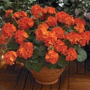 Geranium Maverick Orange Seeds Nonstop Bloom Power/10 seed