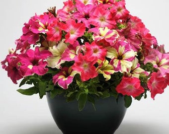 Petunia Lime Coral Mix Seed/NEW Ideal/Lush Plant Blankets With Tons Of Flowers/Spreading/Hanging Basket/GroundCover/10