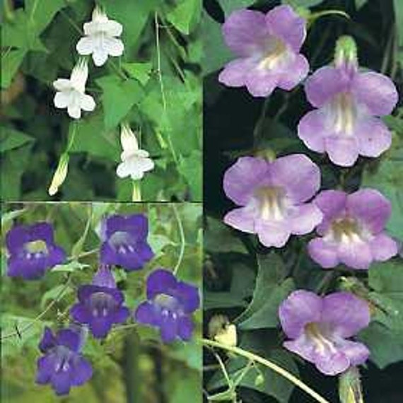 Asarina Shooting Stars Vine Mix Seed/maurandya Scandens/showy Etsy