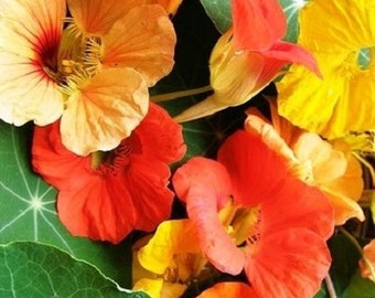 Nasturtium 78" Tall Mix Colors/Sun Lovers/Summer Blooming/Beautiful/Beneficial/Edible/Aromatic/10 seed