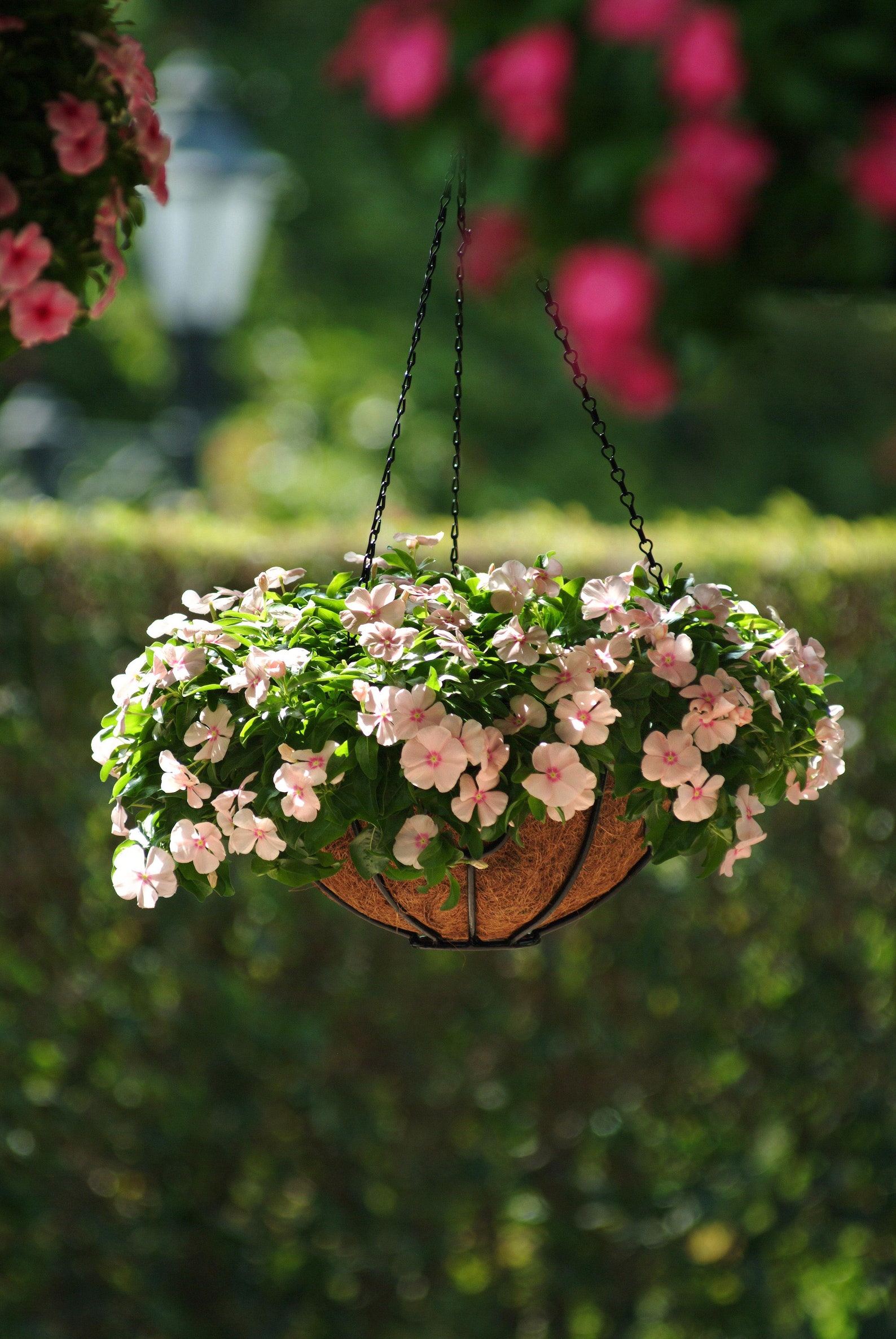 Vinca Cascading Peach Apricot/Hanging Baskets/Annual/Attracts Etsy